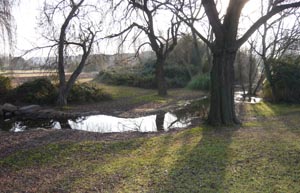 boscosmediterranis